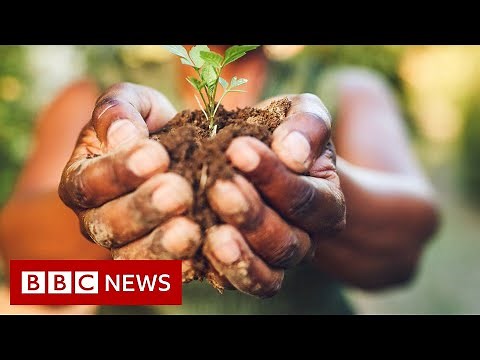 What you could be eating by 2050 - BBC News