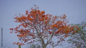 The flamboyant tree in full bloom ones tree is red so beautiful, against the backdrop of a bright blue sky