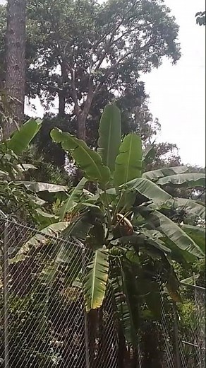 Peace Train 1971 Cat Stevens