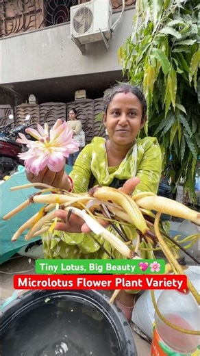✨ A dream collection for anyone who loves lotus but has limited space