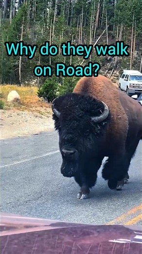 This 2,000lb Beast Can Outrun Your Car #bison #wildlife #yellowstone
