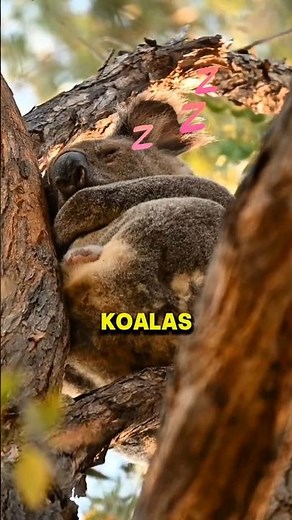 Why Do Koalas Sleep So Long? #shorts