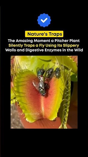 Watch How the Pitcher Plant Smartly Traps a Helpless Fly Instantly