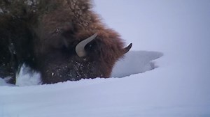60K views · 7.4K reactions | A bison’s massive hump is comprised of muscles supported by long vertebrae; this allows a bison to use its head as a snowplow in winter, swinging side to side to sweep aside the snow. - Carolyn | Heart of the Wild Yellowstone | Facebook