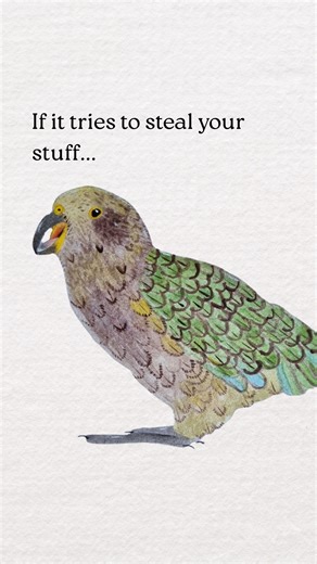 Bird Nerdity on Instagram: "Big green alpine parrots that have an infectious and playful "laugh"! Kea are famous for their intelligence, curiosity and charisma... and thievery. They have been known to steal GoPro cameras, hiking boots, food, cash... Their "play call" is a warbling noise they make while playing and triggers playfulness in other kea, like human laughter. They are on the edge of extinction due to eating human food, lead poisoning, car accidents, and stoats and cats (which prey on t