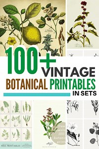 Over 100  Free Printable Botanical Art Prints