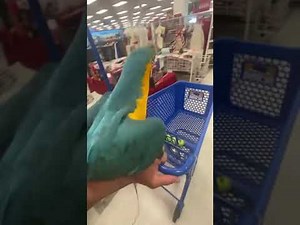 Beautiful Bird Enjoys Shopping Outing With Owner