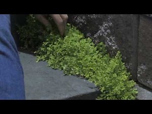 Garden & Plant Care : How to Grow Moss for Your Garden