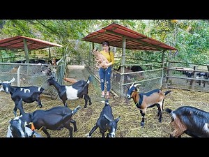 Timelapse - Building a Goat Pen from Start to Finish & Raising 1000+ Goats