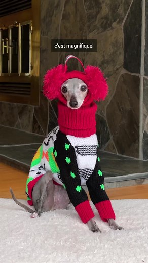 Its officially autumn, which means its sweater weather! But if you don’t have matchinng hats to all your knit sweaters, whats the point? #tikatheiggy #italiangreyhound #sweaterweather #knitsweater #knithat #snood