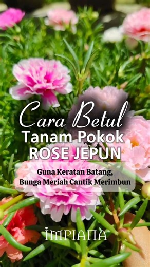 1.8K views · 12 reactions | Cara Betul Tanam Pokok ROSE JEPUN Guna...