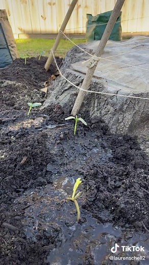 DIY bamboo teepee trellis for my cucumbers 🥒 #gardening #vegetablegarden #cucmbers #gardentok #DeserveADrPepperDuet