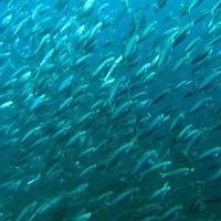 Crazy video of the Gulf's massive fish migration