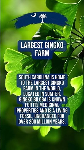 Largest Gingko Farm | Carolina Corners | #shorts