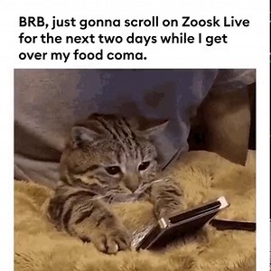 63K views · 523 reactions | Who else ate way too much pumpkin pie yesterday? 不 We'll be in bed watching streams for the next 24 hours... Just follow this link to join us  https://bit.ly/30YJ5Ym | Zoosk | Facebook