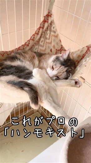 【考えよう】プロのハンモック使いをなんと呼ぶ？