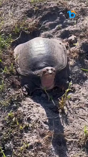 The Yi Giant Softshell Turtle (Rafetus swinhoei) is an endangered freshwater turtle species that is native to China. Some key facts about this turtle: - It is one of the largest freshwater turtles in the world, with a shell length that can reach up to 1 meter (3.3 feet). - The species is endemic to the Yangtze River basin in China, with the last known wild individuals found in Dong Ting Lake and the middle Yangtze River. - It has a flattened, leathery shell and a long, flexible neck that allows 