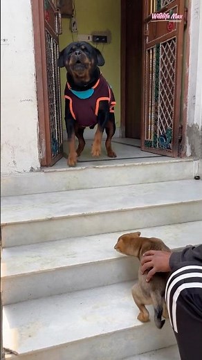 Unstoppable Fury: Rottweiler’s Sudden Burst of Aggression 😱 #Rottweiler #DogAttack #ViralDogs #pets