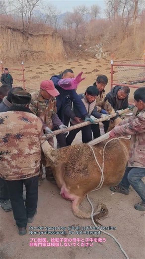 Pro Vet Saves Cow & Bull Calf from Torsion #FarmVet #CattleHealth #VeterinaryTips