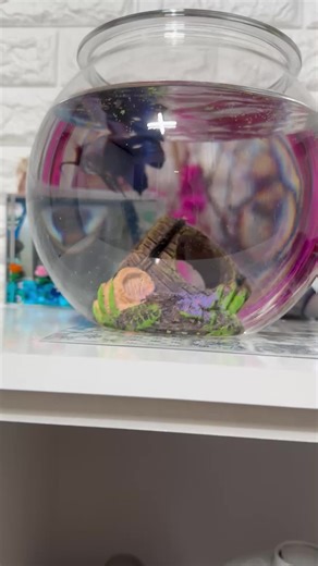 оригинальный звук - korealive이(가) 포함된 korealive (@korealive2) 님의 동영상