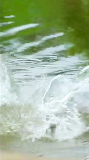 Best fishing shorts YouTube ।। bass fishing videos,