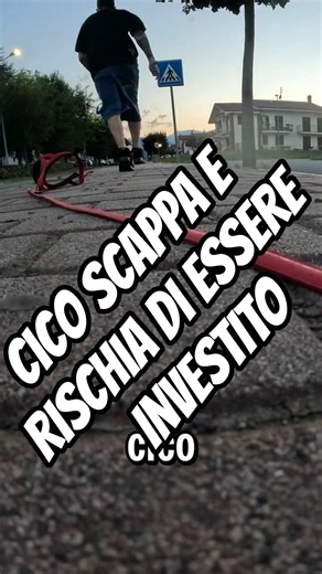 Cico RUNS AWAY and ALMOST GETS HIT! 😨 #cico #funny #dog #danger #puppy #funnydogs