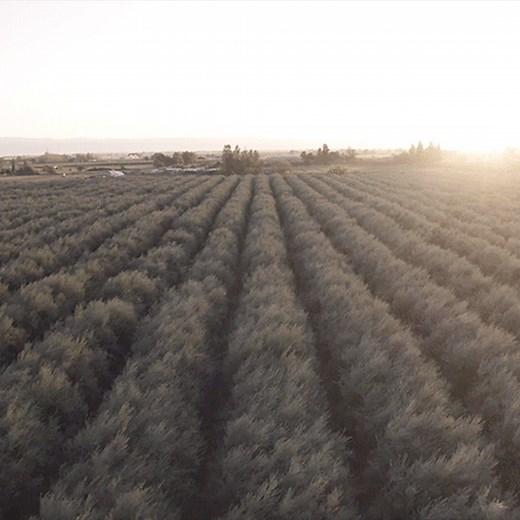 62K views · 556 reactions | What you’re seeing is sacred ground to olive-lovers: our growers’ California olive groves. They take great pride in their care of these olive trees, and supply us with only the finest quality of olives. | Pearls Olives | Facebook