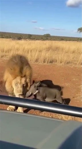 Part 142 #funnyanimals #funny #animals #lionfunny