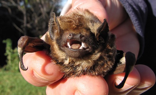 Where it’s at? The Hawaiian hoary bat, ʻōpeʻapeʻa | Maui Now