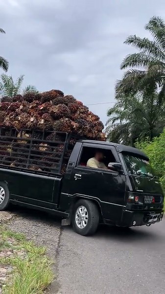 L300 FULL SAWIT MUATAN GACOR
