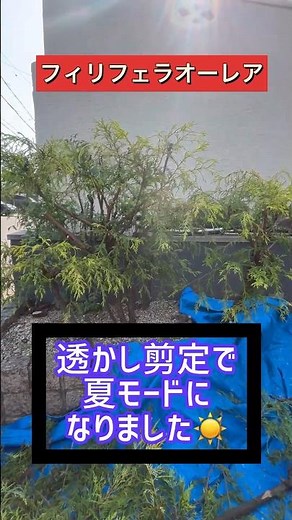 【フィリフェラオーレア】蒸れ解消に欠かせない透かし剪定#庭師のVlog #一級造園技能士
