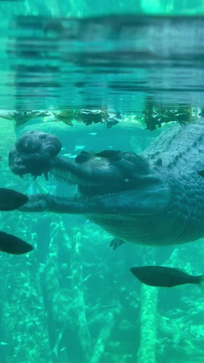Mesmerizing Gharial Encounter at Fort Worth Zoo