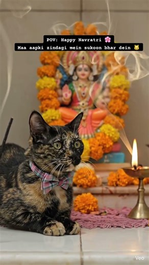 Cat Celebrates Navratri | Happy Navratri Bhakti | #cutecat #funnycat #dailyvlog