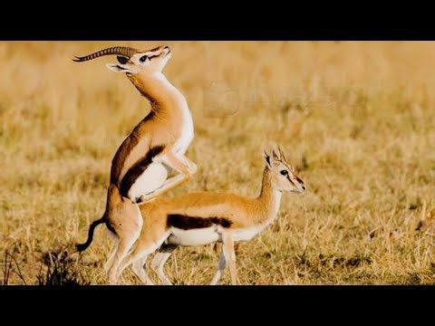 Springbok Documentary The Fastest Jumping Antelope of Africa Wildlife Nature Film