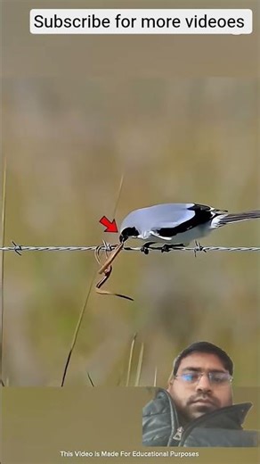 #butcherbird#education#animals#trending#wildlife#facts#viral#shorts#birdspre#wildshorts#motivation
