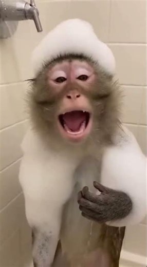 Funny monkey is singing a song 😂 #viral #viralvideo #monkey