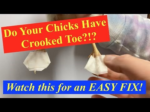 Easy Fix for Chicks with Crooked Toe!
