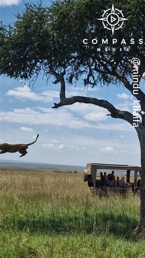 Leopard Jumps Out of Tree to Escape Lions