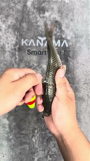 Kanama Smart Bait - Moving Bait Works Better—Every Time