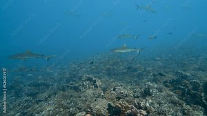 Grey reef sharks patrolling a tropical coral reef in clear water, surrounded by snappers in the atoll of Fakarava in the south pacific ocean around the islands of Tahiti