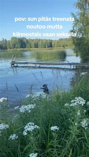 Training the German Wirehaired Pointer: A Fun POV