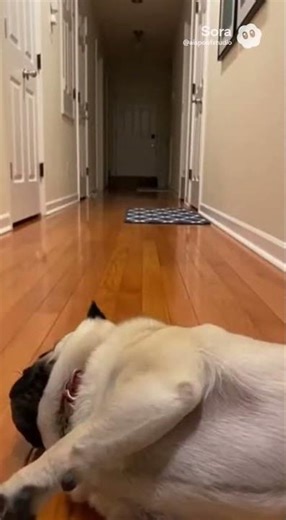 Pug Zoomies Gone Wrong! 🏎️💥 Drift King Fail #pug