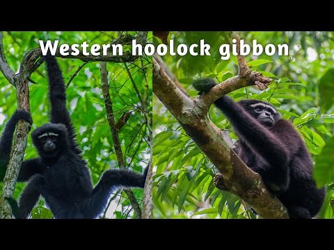 Western Hoolock Gibbon || documentary film || Hollongapar Gibbon Sanctuary || Assam