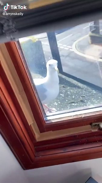 Steven the Seagull: A Sassy and Classy Featherless Bird