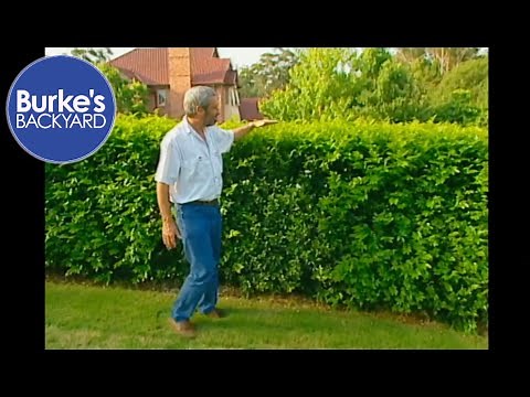 Murraya Hedge. Privacy Hedge.