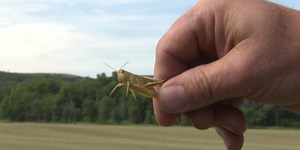 Grasshoppers thrive in drought and heat, causing issues for producers in ND
