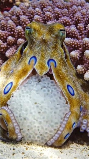 Octopus giving birth in 4K reel