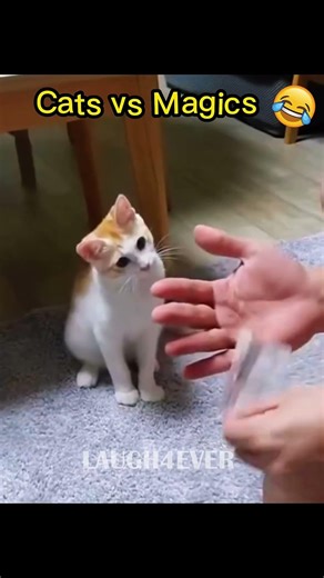 Cats vs Magic #shorts #cats #Funny