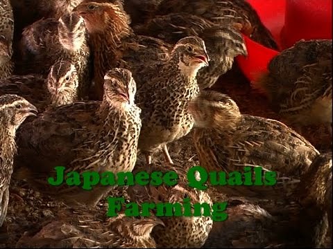 Japanese Quails Farming