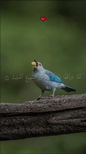 الله يرزقها وإياكم 🤍 | آية الرزق